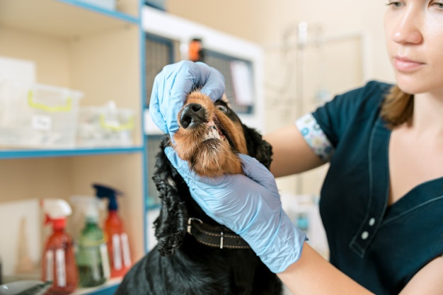 o conceito de medicina cuidados com animais e pessoas medico veterinario e cao na clinica veterinaria 155003 7646