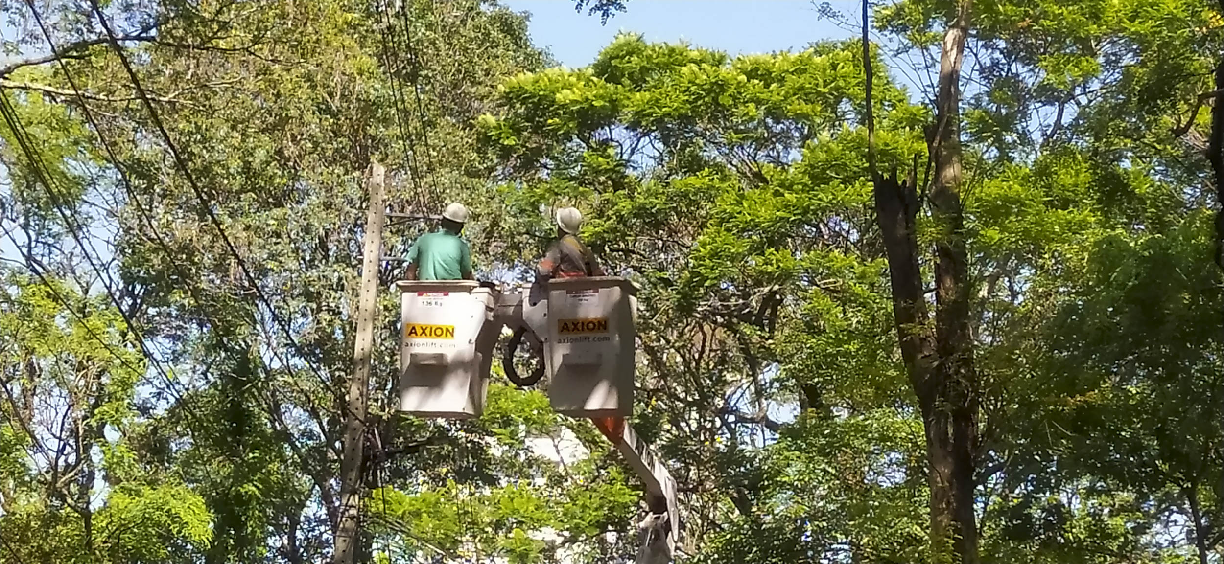 poda de arvores