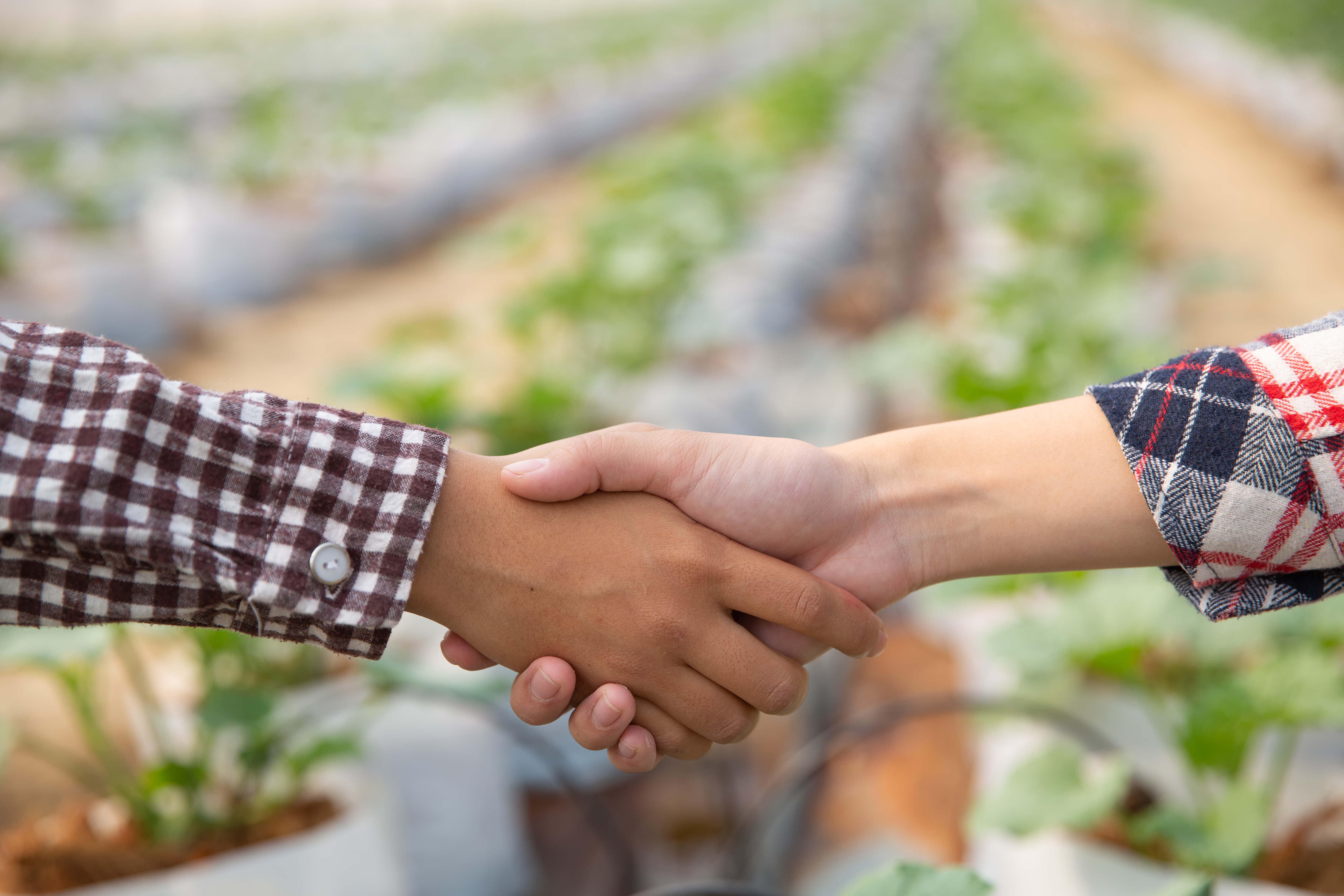acordo de negocios apertando as maos em uma plantacao de melao