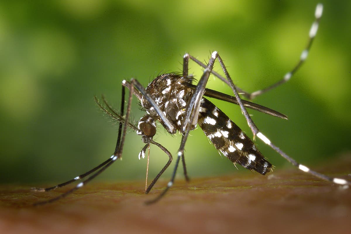 dengue edit