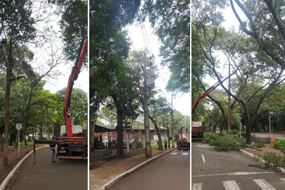 pode árvores 3 fotos
