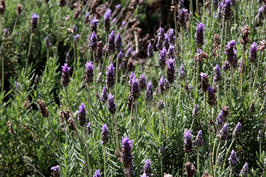 lavanda0005